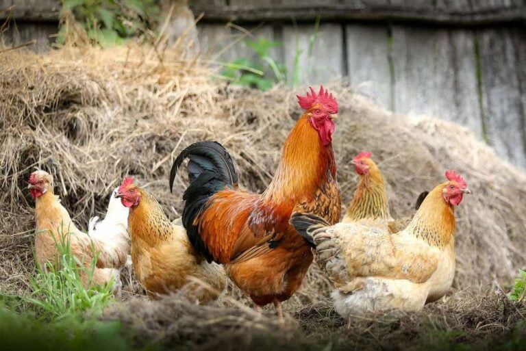 Komsas BM SPM  Nota Cerpen Kaduk Ayam dan Raja
