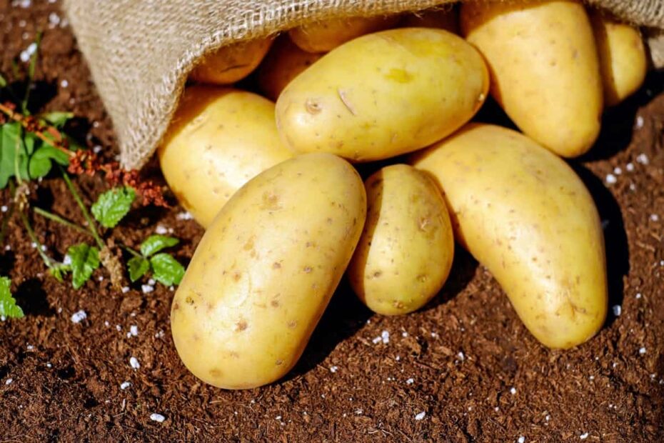 Punca kekurangan makanan global