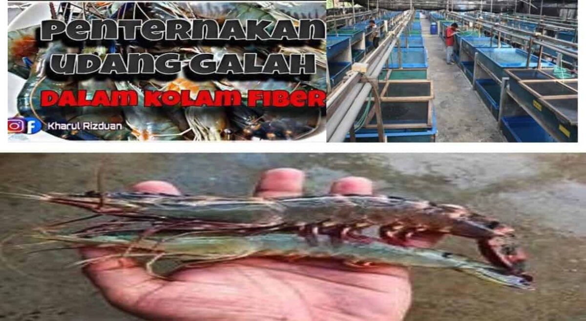 Ujian Bertutur Individu - Udang Galah